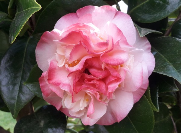 Camellia Dawn Early  Light
