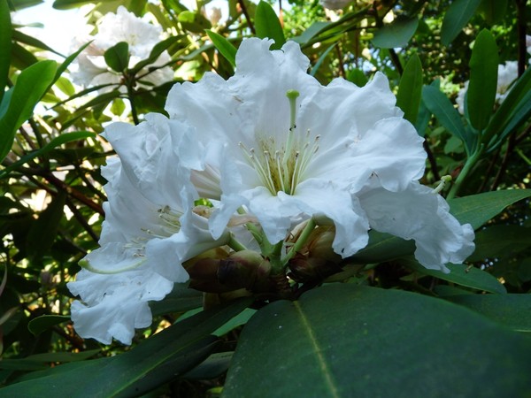 Rhododendron diaprepes