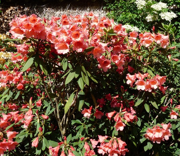 Rhododendron Old Copper