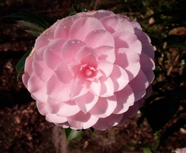 Camellia Mimosa Jury