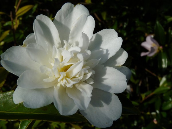 camellia Snow Flurry