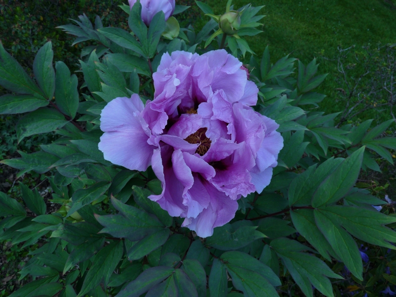 pivoine arbustive
