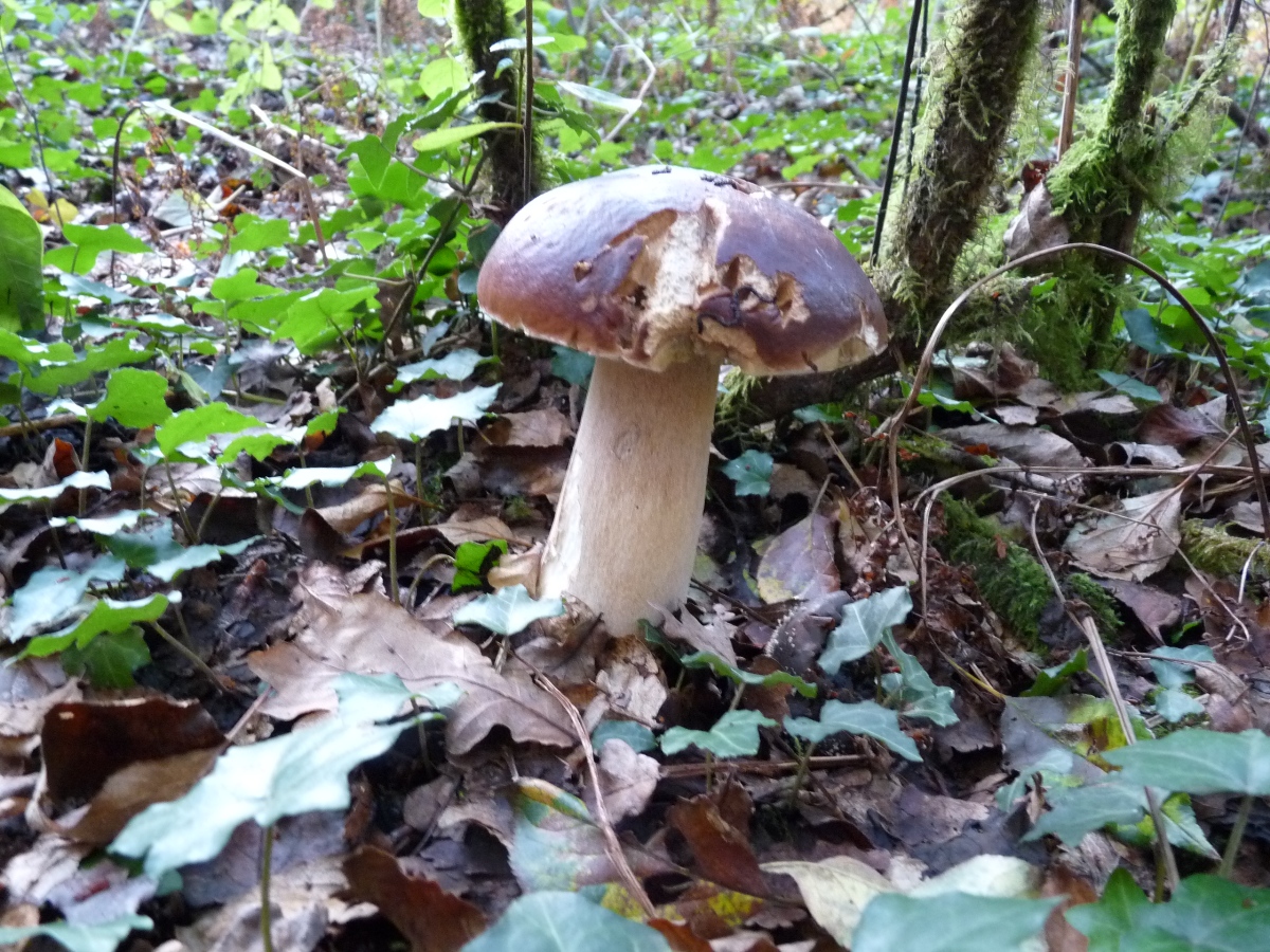 champignons
