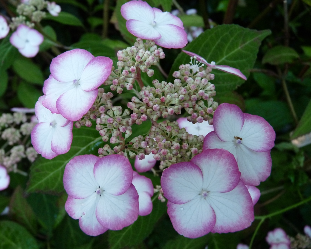 Hydrangea serrata Kiyosumisawa