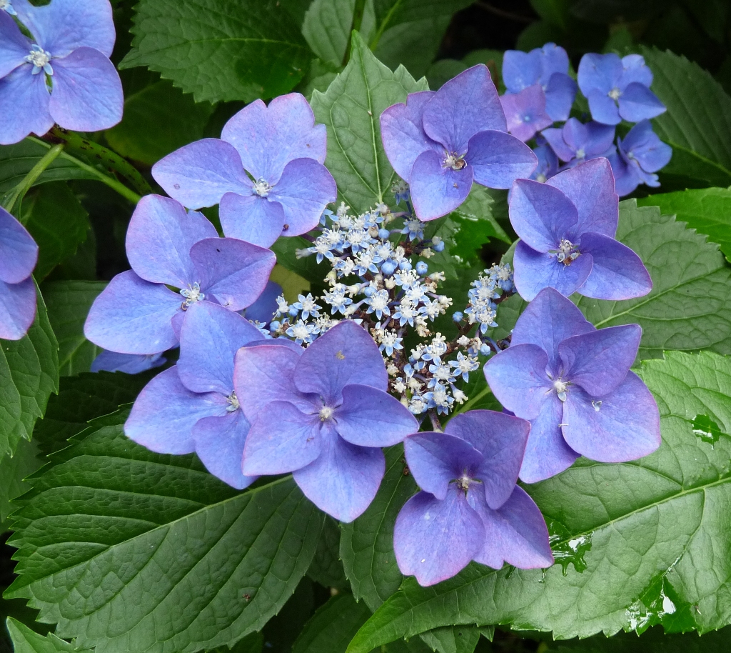 Hydrangea Macrophylla for Pinterest